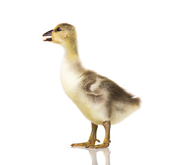 Image showing Cute newborn gosling