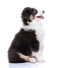 Image showing Australian Shepherd puppy