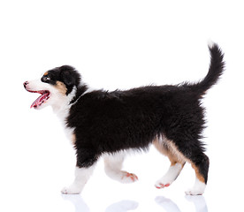 Image showing Australian Shepherd puppy