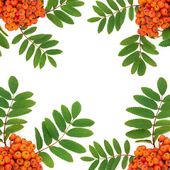 Image showing Rowan Ash Berry Background Border 