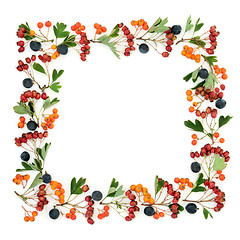 Image showing Abstract Autumn Berry Border