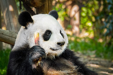 Image showing Giant panda bear in China