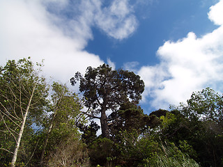 Image showing White clouds with blue sky and trees