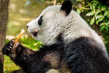 Image showing Giant panda bear in China