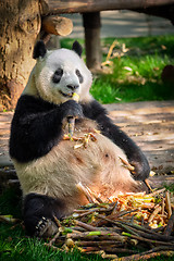 Image showing Giant panda bear in China