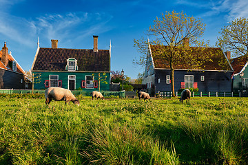 Image showing Sheeps grazing near farm houses in the museum village of Zaanse 