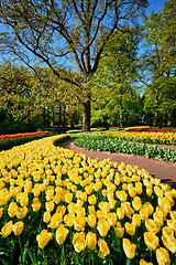 Image showing Blooming tulips flowerbeds in Keukenhof flower garden, Netherlan