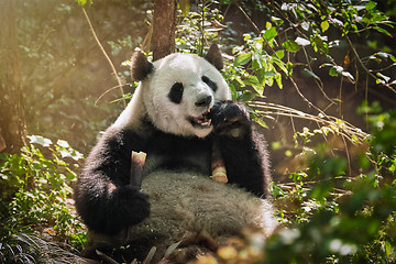 Image showing Giant panda bear in China