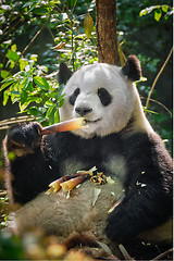 Image showing Giant panda bear in China