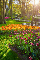 Image showing Keukenhof flower garden. Lisse, the Netherlands.