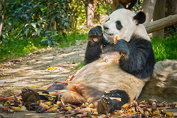 Image showing Giant panda bear in China