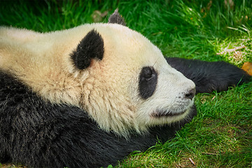 Image showing Giant panda bear in China