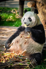 Image showing Giant panda bear in China