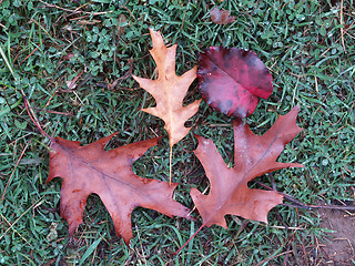 Image showing Wet red fall leaves on green grass