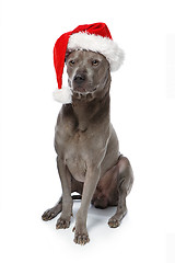 Image showing beautiful thai rifgbeck dog in christmas cap