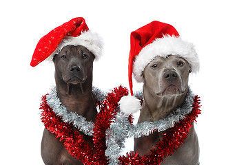 Image showing beautiful thai rifgbeck dog in christmas cap