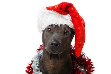 Image showing beautiful thai rifgbeck dog in christmas cap