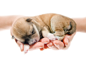 Image showing Newborn puppy in the caring hands 