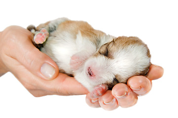 Image showing Newborn puppy in the caring hands 