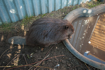 Image showing Adult beaver animal