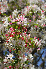 Image showing Japanese flowering crabapple