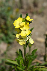 Image showing Yellow garden wallflower