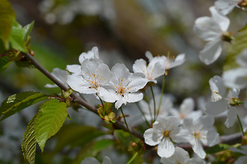 Image showing Sweet cherry