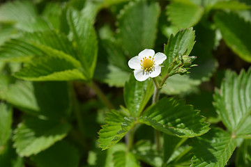 Image showing Wild strawberry flower