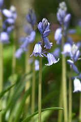 Image showing Spanish bluebell