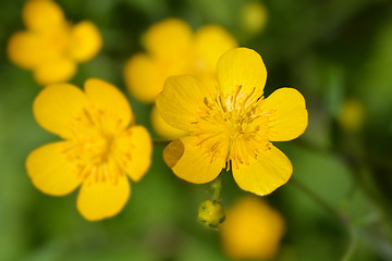 Image showing Creeping buttercup