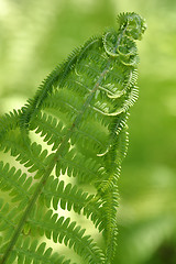 Image showing Ostrich Fern