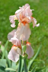 Image showing Tall bearded iris Girl friday