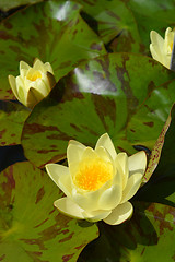 Image showing Yellow water lily Chromatella