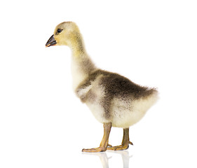 Image showing Cute newborn gosling