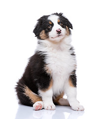 Image showing Australian Shepherd puppy