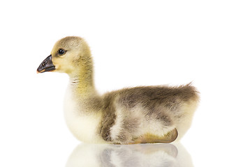 Image showing Cute newborn gosling