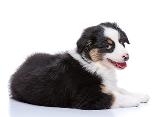 Image showing Australian Shepherd puppy