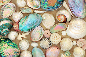 Image showing Seashell Beauties on Sand