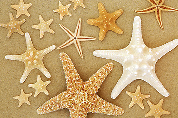 Image showing Starfish Beauties on Sand