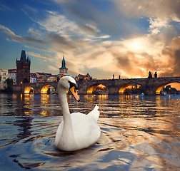 Image showing Swan and fiery sunset