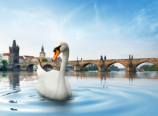 Image showing Swan in Prague