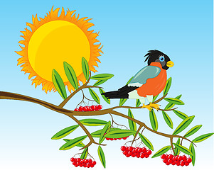 Image showing Branch of rowanberry with ripe berry.Vector illustration