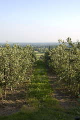 Image showing Apple orchard