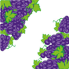 Image showing Decorative background from ripe grape on white