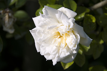 Image showing White Rose