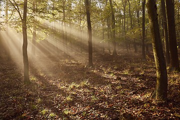 Image showing Forest with light rays