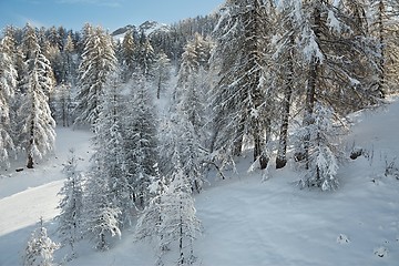 Image showing Winter Snowy Landscape