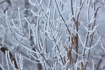 Image showing Icy Frosted Branches