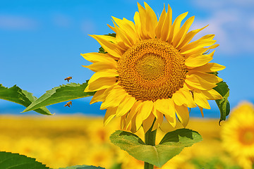 Image showing Blooming Sunflower