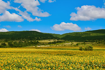 Image showing Field of Sunflowers